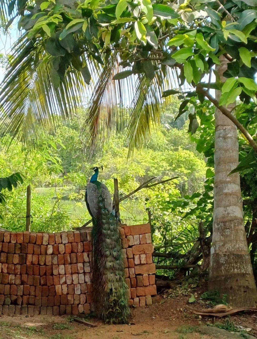 Turtle Island Cabana Tangalle Extérieur photo